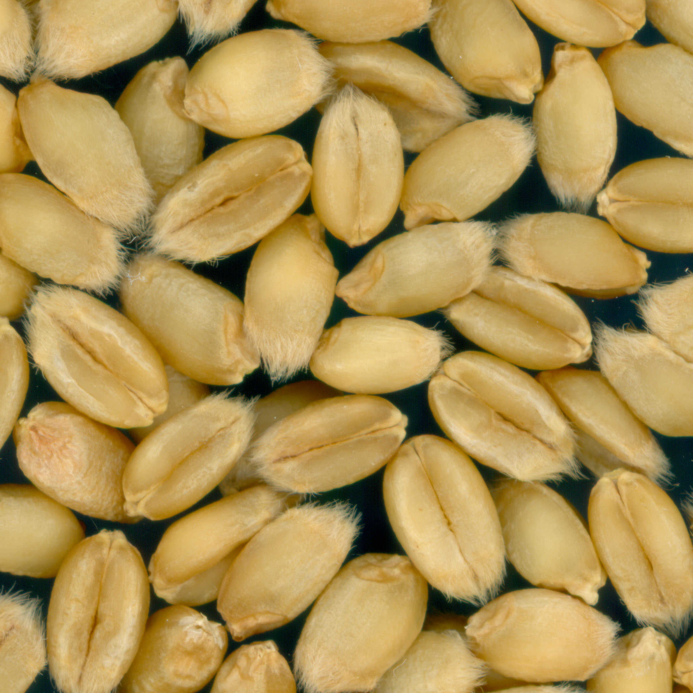 KERNELS